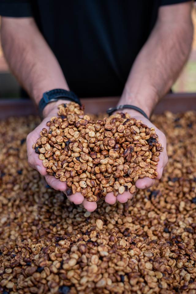 タンザニア /カラツ キリマンジャロ(深煎り)